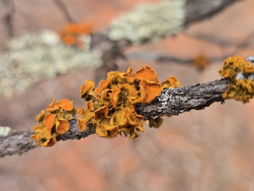 Golden-eye Lichen