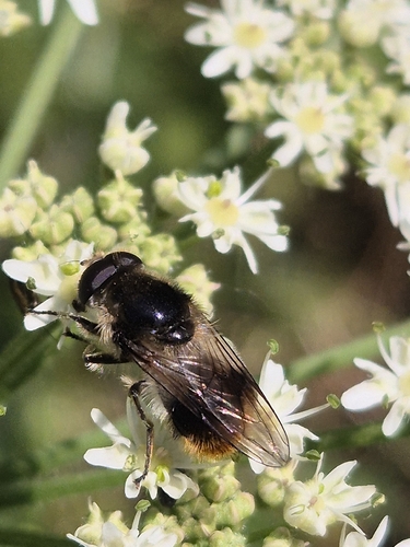 Bumblebee Blacklet