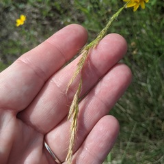 Trisetum interruptum