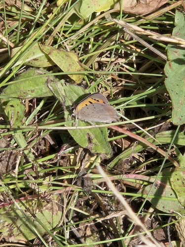 Small Copper