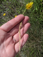 Trisetum interruptum