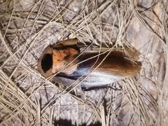 Blaberus discoidalis