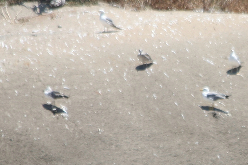 Yellow-legged Gull