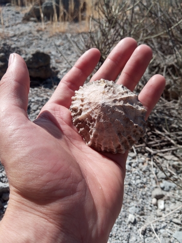 Patella ferruginea observed 2026-07-05