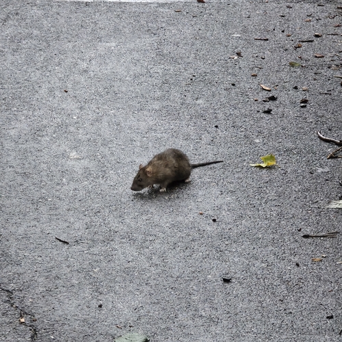 Rat photographed near here on 2026-07-06