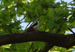 Dendrocopos major