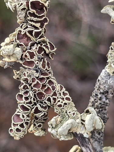 Flavoparmelia rutidota