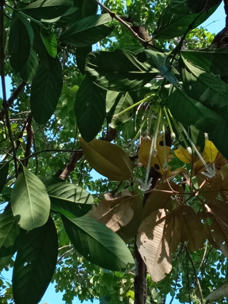 Posoqueria latifolia from Mariato District, Panama on April 26, 2020 at