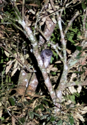 Tyto tenebricosa, 2026-07-06