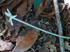 Posoqueria latifolia