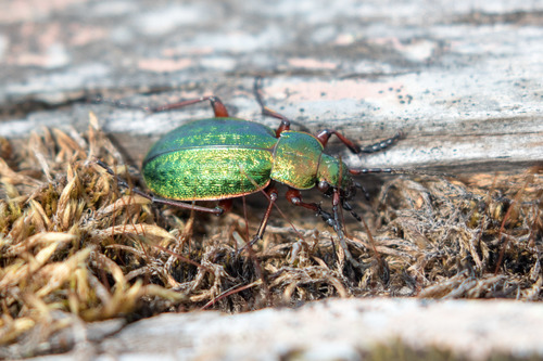 Carabus truncaticollis photo 4