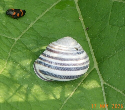 Vineyard Snail