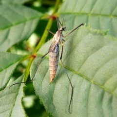 Tipula pagana