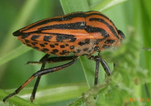 Continental Striped Shield Bug