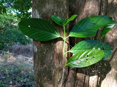 Posoqueria latifolia
