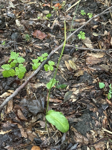 southern adder's-tongue
