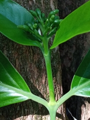 Posoqueria latifolia