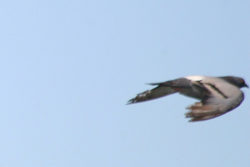 Rock Pigeon