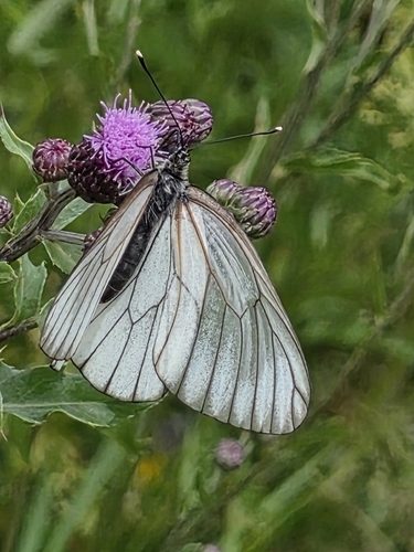 Black-veined White