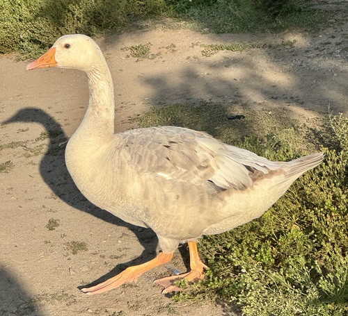 Greylag Goose