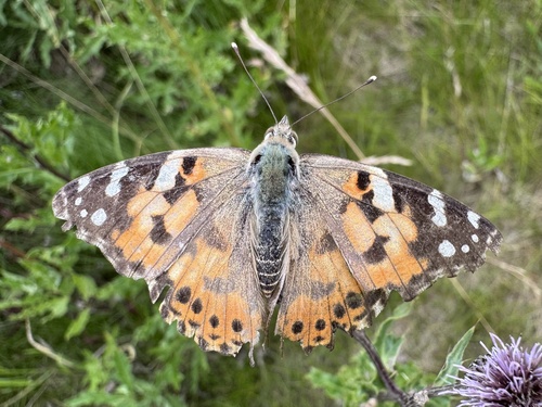Painted Lady
