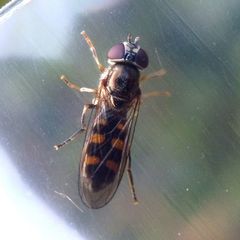 Platycheirus scutatus