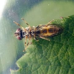 Platycheirus scutatus