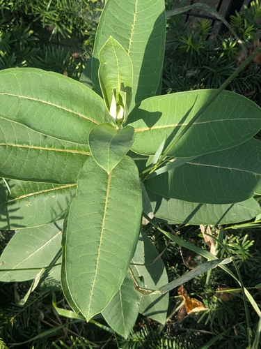 common milkweed