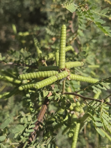screwbean mesquite (Prosopis pubescens)