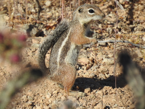Harris' Antelope Squirrel