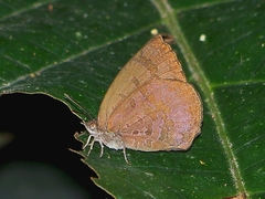 Arhopala japonica