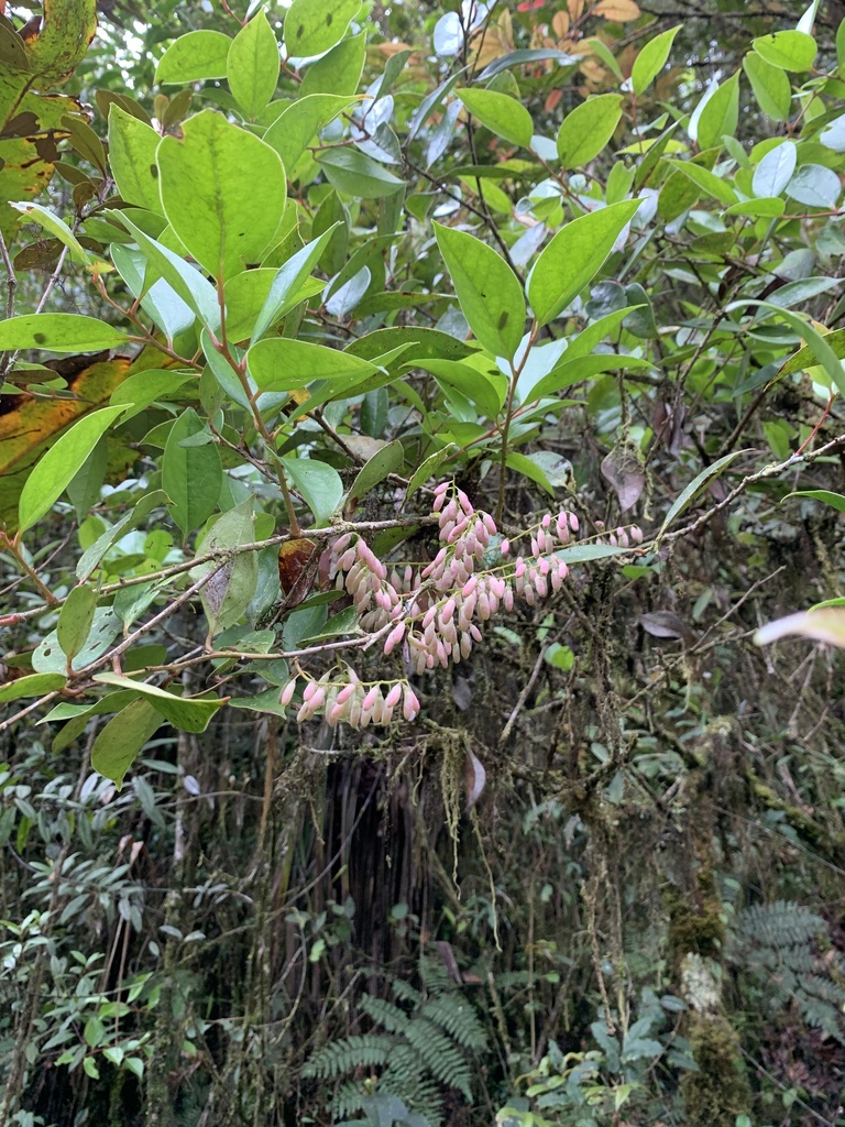 Vaccinium cuneifolium (Vaccinium cuneifolium)