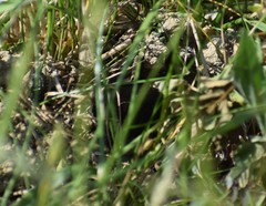 Talpa europaea