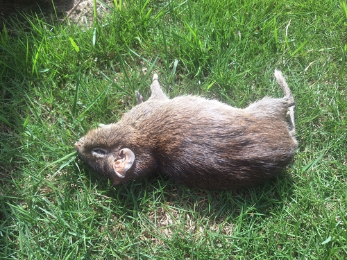Spix's Yellow-toothed Cavy