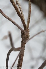 Neolasioptera pierrei