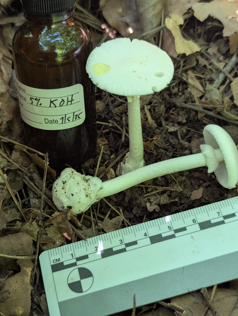 Eastern North American Destroying Angel · July 2026 · photo: Photo: (c) Drew Palmer, some rights reserved (CC BY) · iNaturalist