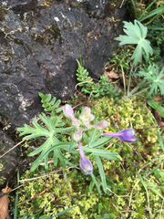 Delphinium menziesii