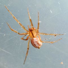 Stemonyphantes lineatus