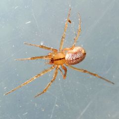 Stemonyphantes lineatus