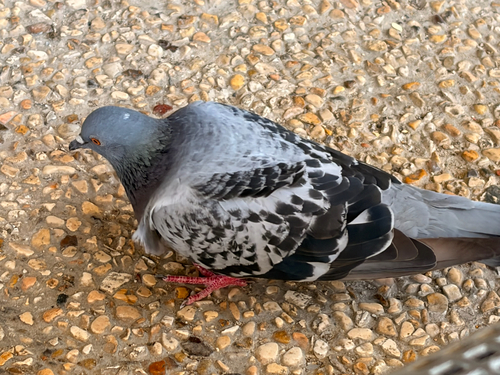Feral Pigeon
