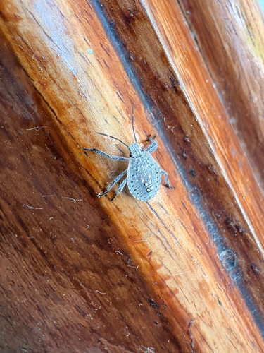Almond Stink Bug