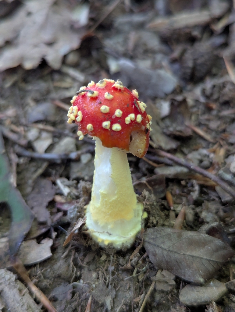 False Caesar's Mushroom · July 2026 · photo: Photo: (c) Drew Palmer, some rights reserved (CC BY) · iNaturalist