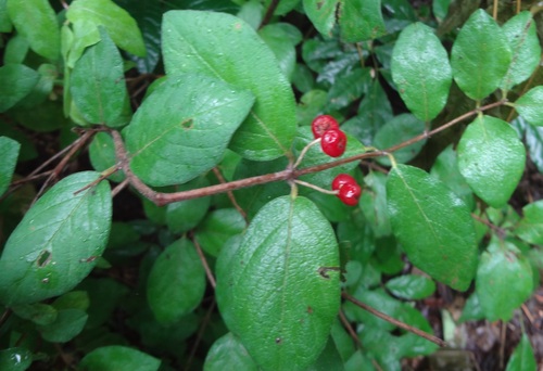 Lonicera morrowii