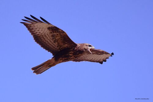 Common Buzzard