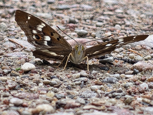 Lesser Purple Emperor