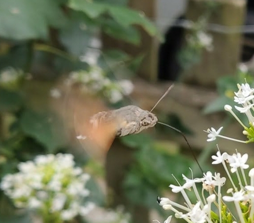 Eurasian Hummingbird Hawkmoth