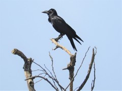 Corvus macrorhynchos culminatus