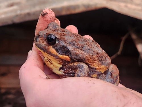 Giant Bullfrog, Limnodynastes interioris