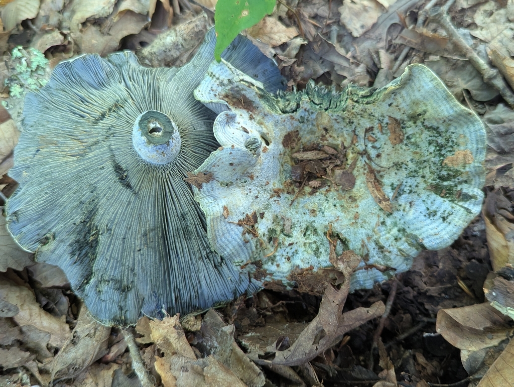 indigo milk cap · July 2026 · photo: Photo: (c) Drew Palmer, some rights reserved (CC BY) · iNaturalist