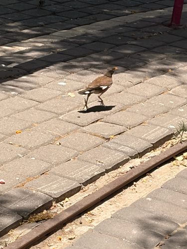 Common Myna